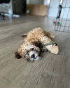 Daisy