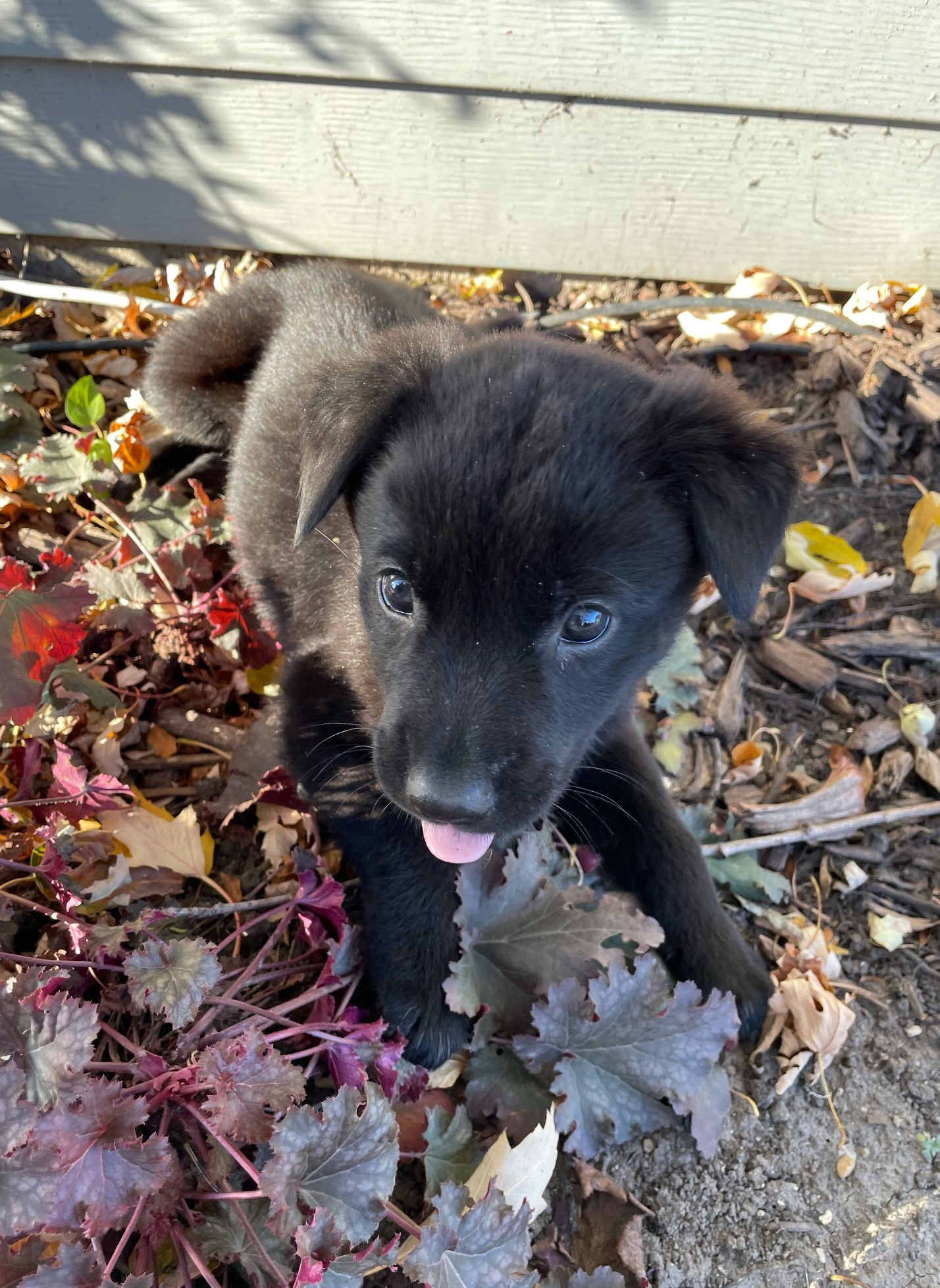 Brooklyn Medium Labrador Retriever / Mixed (medium coat) Female