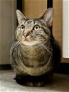 adoptable Cat in wheaton, IL named Maya