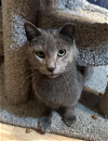 adoptable Cat in wheaton, IL named Grady