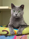 adoptable Cat in Naperville, IL named Grady