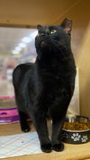 Panther