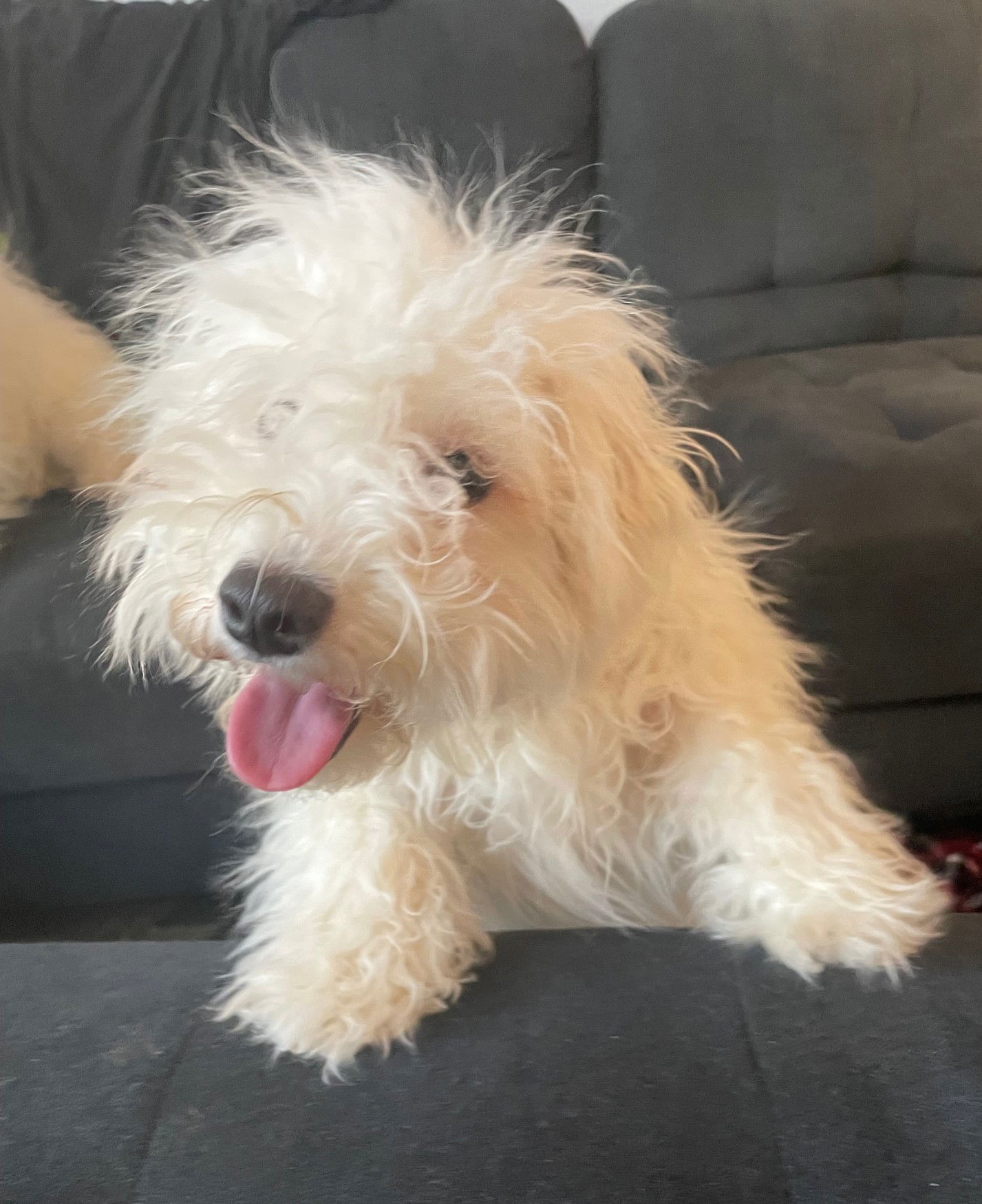Apple Small Bichon Frise (medium coat) Female