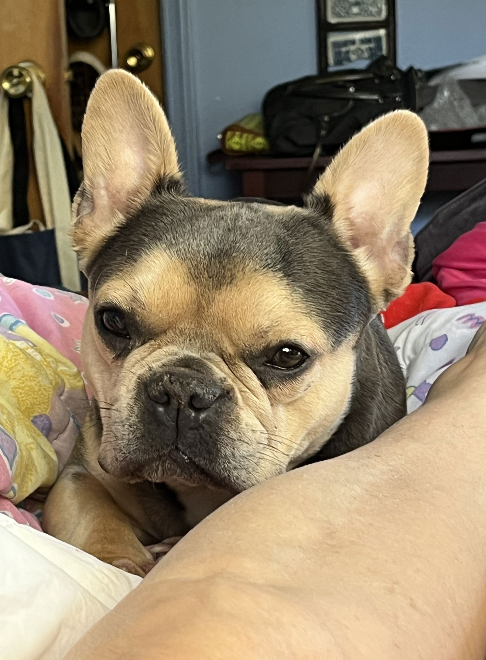 Sally  French Bulldog (short coat) Female