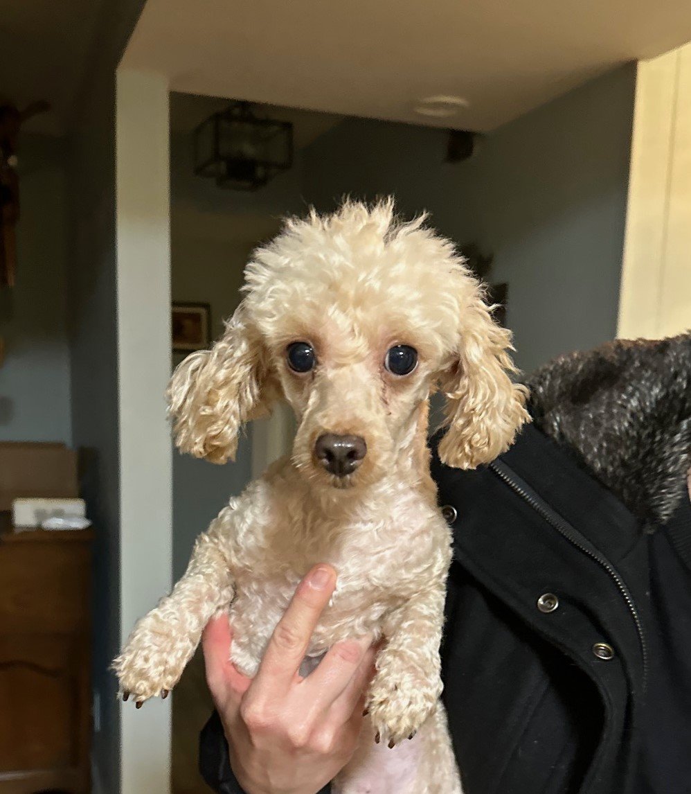 Harry Small Poodle (Toy) (medium coat) Male