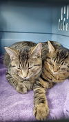 Jack & Chrissy (bonded pair)