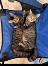 Jack & Chrissy (bonded pair)
