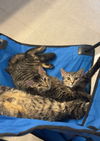 Jack & Chrissy (bonded pair)