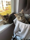Jack & Chrissy (bonded pair)