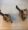 Jack & Chrissy (bonded pair)