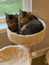 Jack & Chrissy (bonded pair)