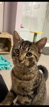 Jack & Chrissy (bonded pair)
