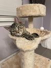 Jack & Chrissy (bonded pair)