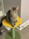 Jack & Chrissy (bonded pair)