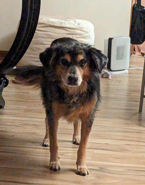 Harlee