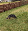 Harlee