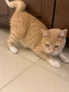 Tom Tom