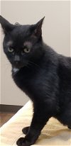 adoptable Cat in wheaton, IL named Nebula