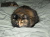 Neese