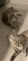 adoptable Cat in wheaton, IL named Fluff and Tabby Mac (bonded siblings)