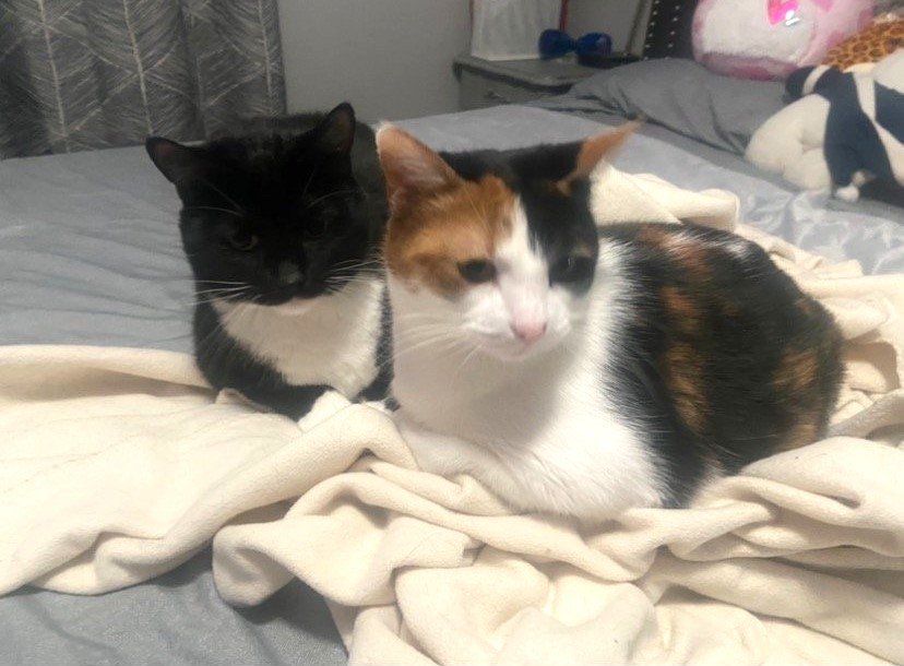 adoptable Cat in Wheaton, IL named Ozzie & Zoe (Bonded pair)