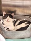 adoptable Cat in aurora, IL named Salt Lake City