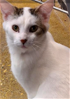 adoptable Cat in , IL named Lincoln