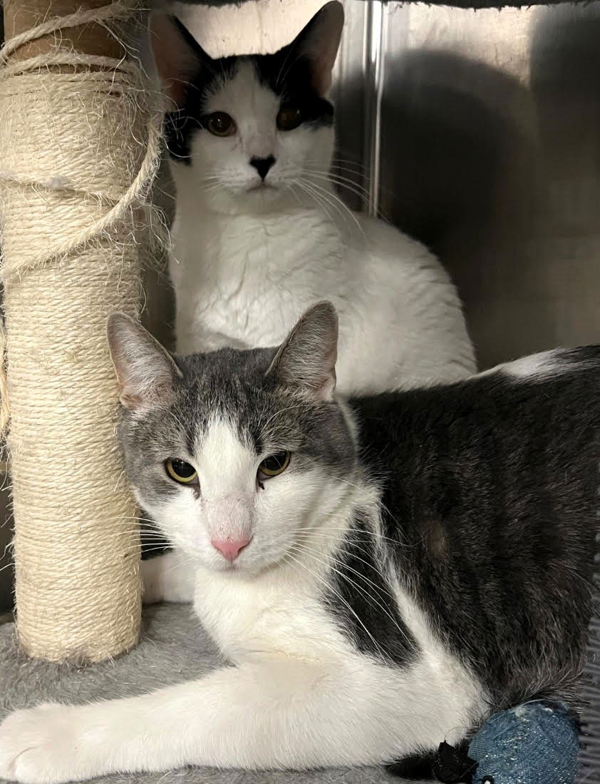 Columbus & Old Maid (**bonded pair)  Domestic Short Hair (short coat) Male