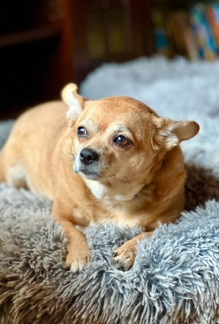 Sissy Small Chihuahua / Mixed (short coat) Female