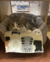 adoptable Cat in Naperville, IL named Tulsa