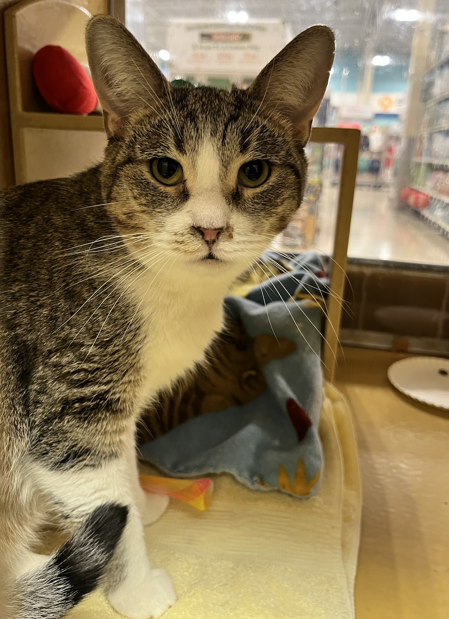 Tulsa  Domestic Short Hair (short coat) Female