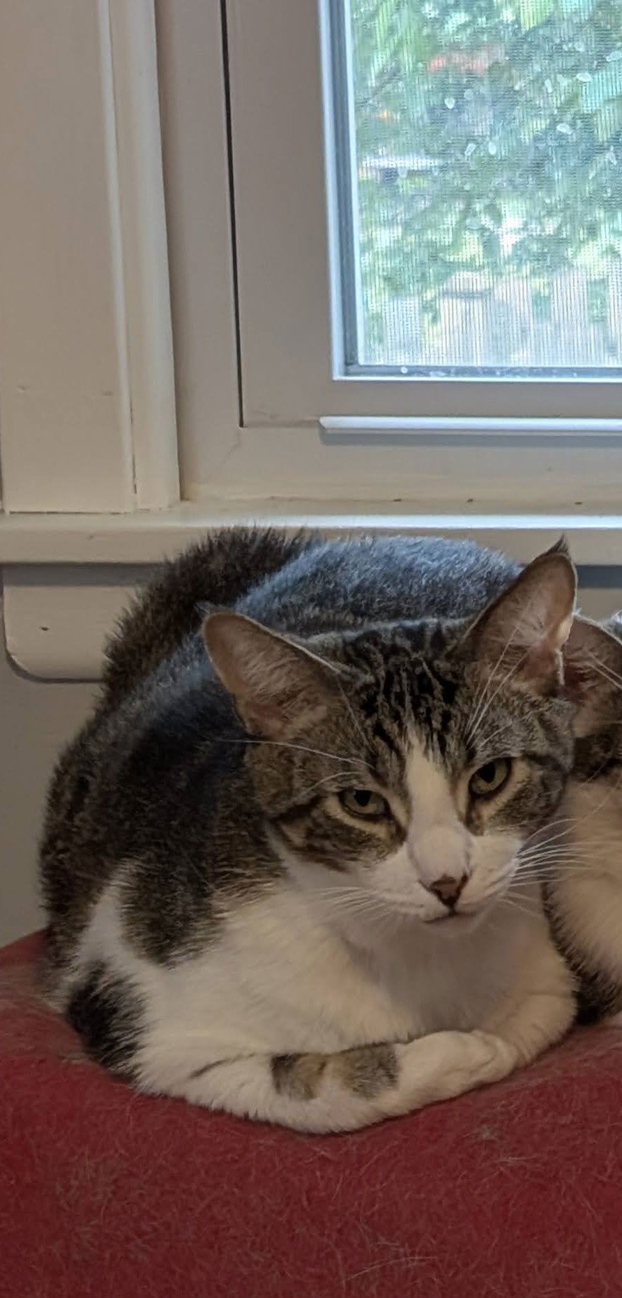 Chula Vista  Domestic Short Hair (short coat) Male