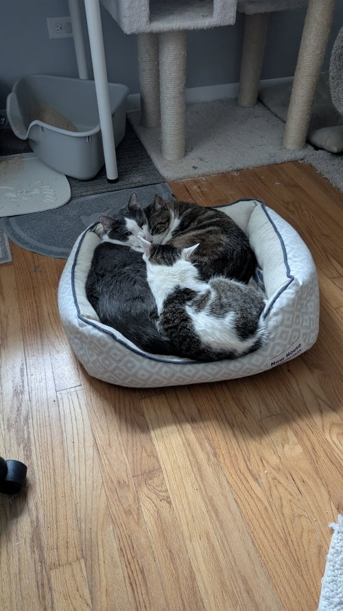 CHULA VISTA - Domestic Short Hair available for adoption