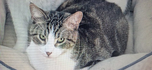 CHULA VISTA - Domestic Short Hair for adoption in Naperville