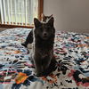 Bailey