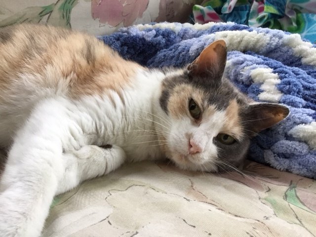 adoptable Cat in Wheaton, IL named Jody