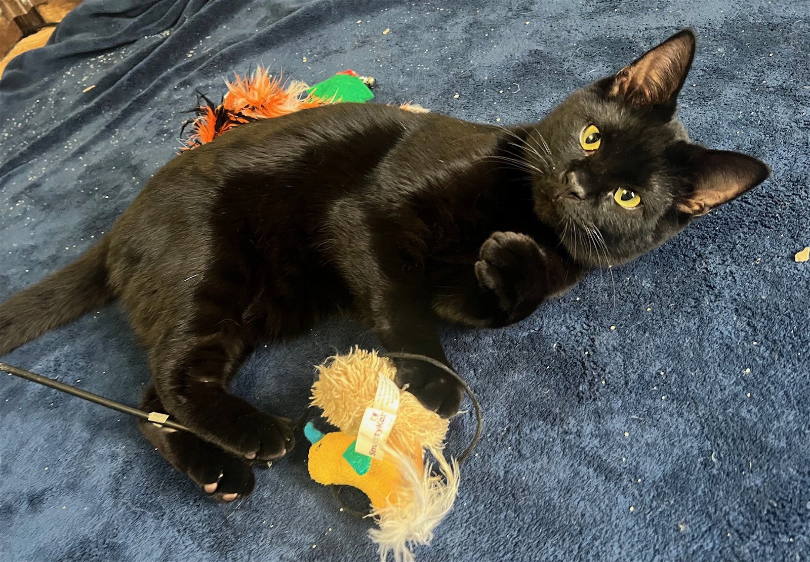 adoptable Cat in Wheaton, IL named Nami