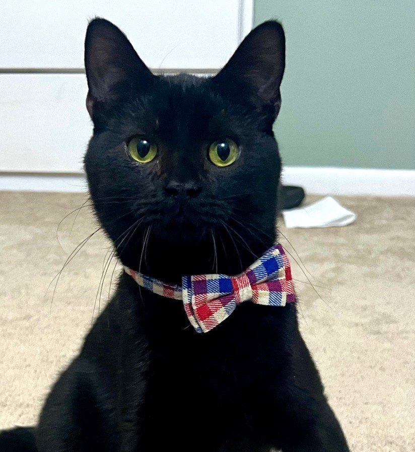 adoptable Cat in Wheaton, IL named Marshall