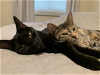 adoptable Cat in wheaton, IL named Saturn and Fanny Mae (Bonded Pair)