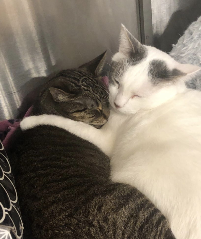 adoptable Cat in Darien, IL named Flagstaff and Wickenburg (bonded pair)