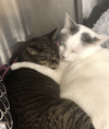 adoptable Cat in  named Flagstaff and Wickenburg (bonded pair)