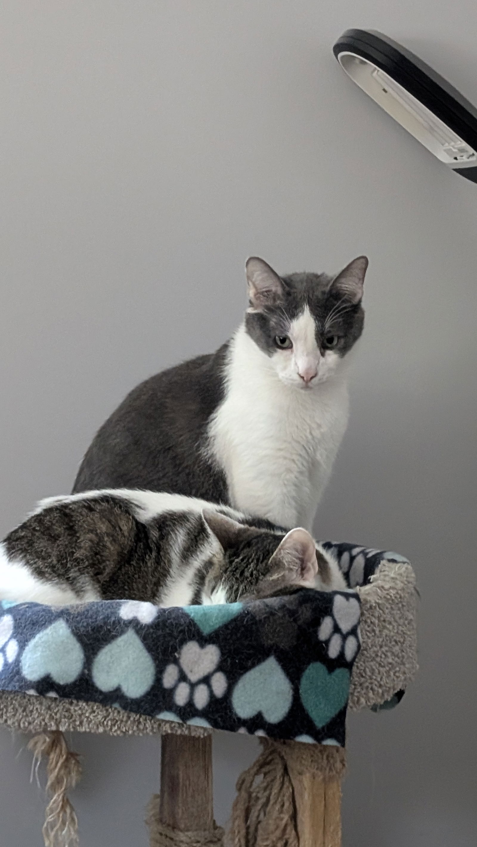 Whiteriver  Domestic Short Hair (short coat) Male