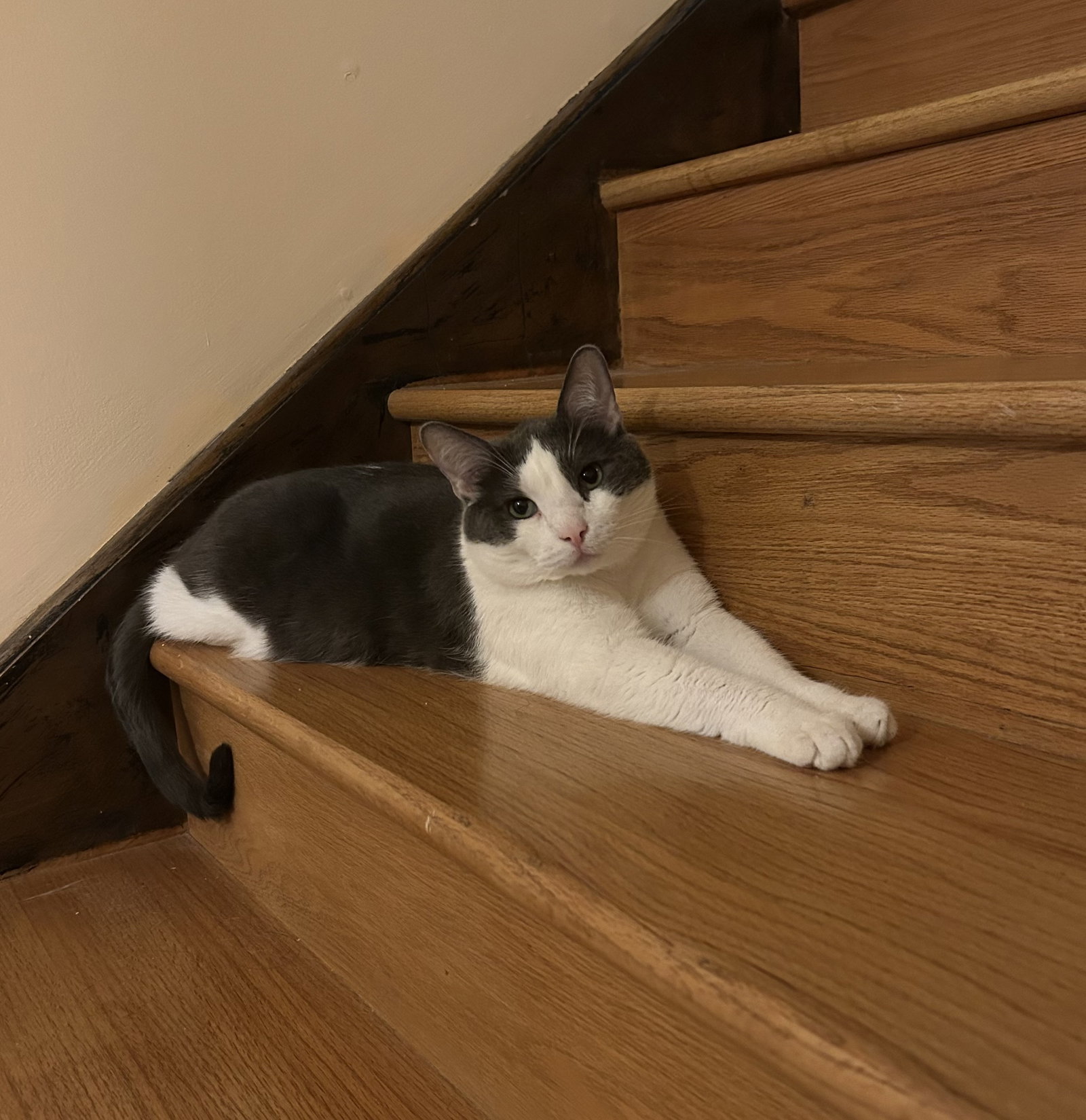 Whiteriver  Domestic Short Hair (short coat) Male