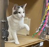 adoptable Cat in Wheaton, IL named Vail