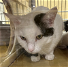adoptable Cat in naperville, IL named Bisbee