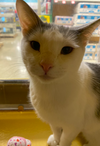 adoptable Cat in Naperville, IL named Bisbee