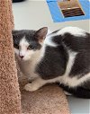 adoptable Cat in wheaton, IL named Loveland