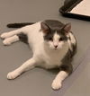 adoptable Cat in Wheaton, IL named Loveland