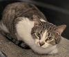 adoptable Cat in Wheaton, IL named Pima