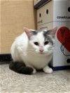 adoptable Cat in naperville, IL named Grand Rapids